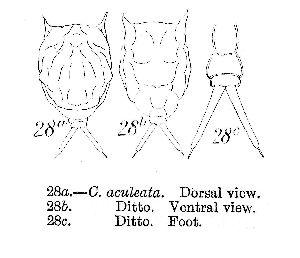 Murray, J (1913): Journal of the Royal Microscopical Society 33 p.350, pl.14, fig.28